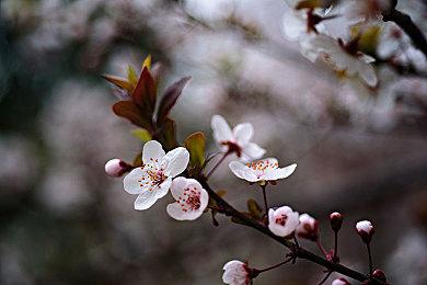 《鬼屋魔影》重启版开发商Pieces Interactive被关闭